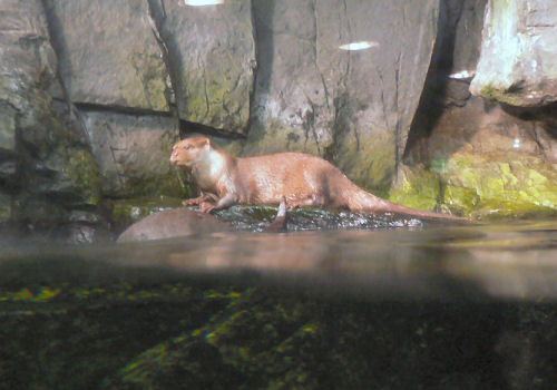 カワウソ