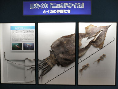 ニュウドウイカのスルメ