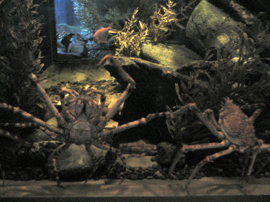 タカアシガニ