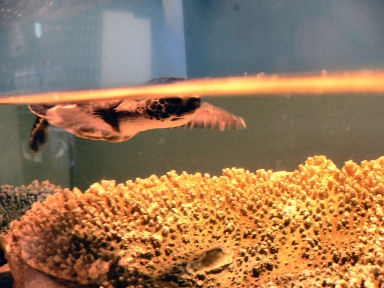 アオウミガメかな?