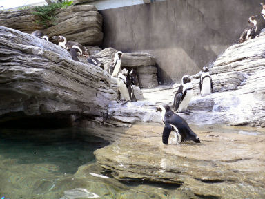 ケープペンギン