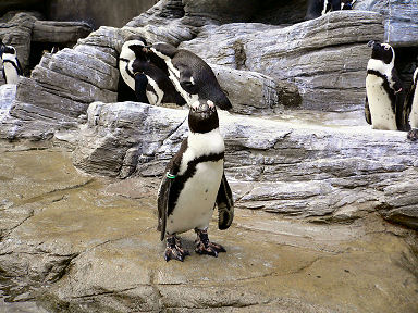 目線くれたペンギン