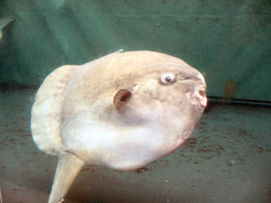 マンボウ
