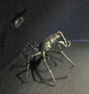 タカアシガニ
