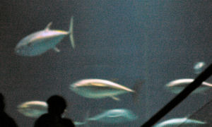 3mくらいのクロマグロが泳いでました