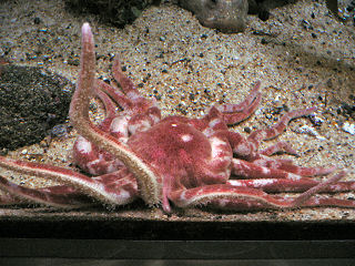 タコヒトデ