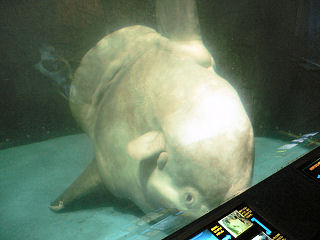 ひっくり返ったマンボウ