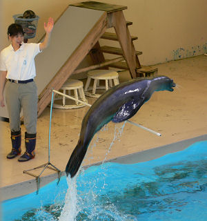 アシカのジャンプ