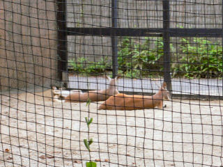 アカカンガルー