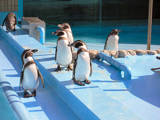 ペンギン