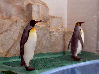 オウサマペンギン