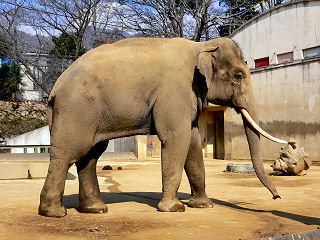 インドゾウ