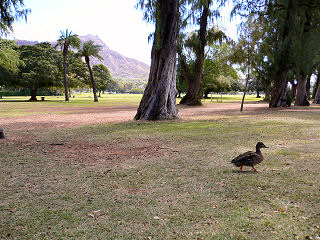 ダイヤモンドヘッドとカモ