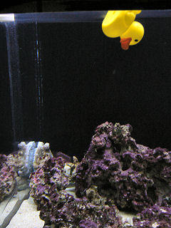 タコとアヒル隊長