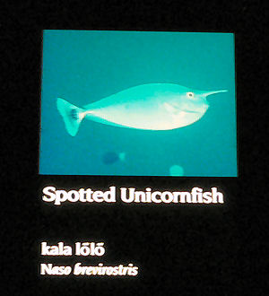 テングハギ解説