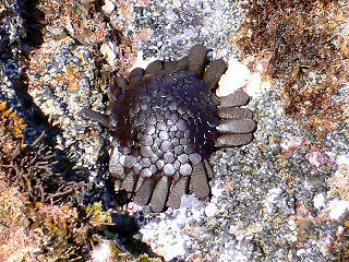 ナゾのウニ(写真はハワイ島のモノ)