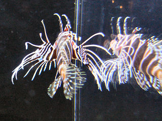 ノフピナオことミノカサゴ