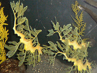 リーフィーシードラゴン