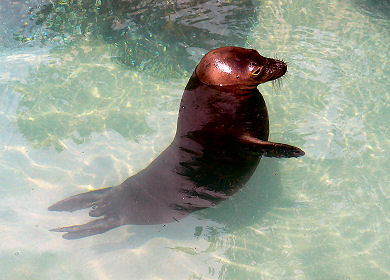 ハワイアンモンクシール