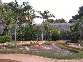 入り口すぐのフラミンゴたち