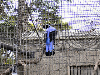 フェアリーブルーバード