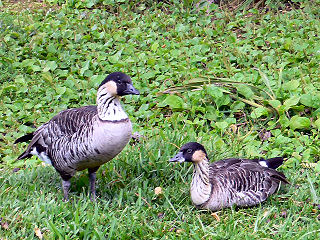 ハワイ州鳥ネネ