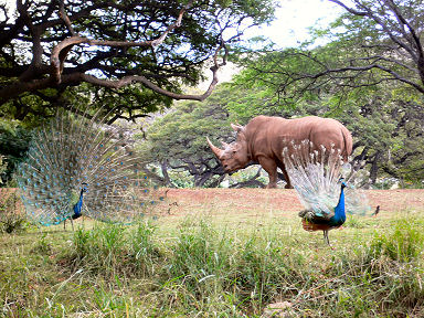 クジャクとクロサイ