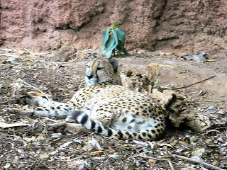 チーターがこちらを見てる