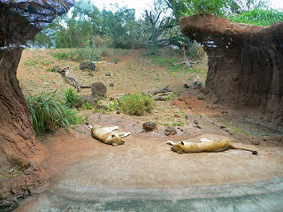 ライオンは寝てる