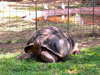 ガラパゴスゾウガメ