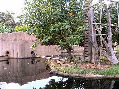 ワオキツネザル