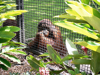 あえて日本語で、猩猩