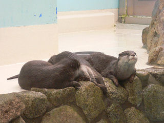 コツメカワウソ