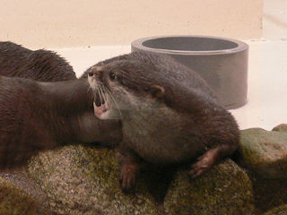 コツメカワウソの牙""