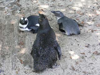 ペンギン