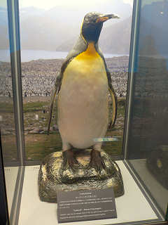 キングペンギンぎん吉の剥製