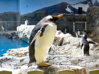 ジェンツーペンギン