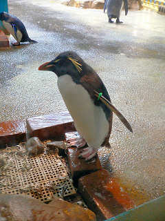 イワトビペンギン