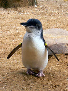 コガタペンギンのアップ