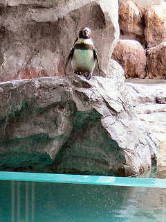 別角度からフンボルトペンギン