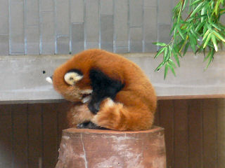 レッサーパンダ
