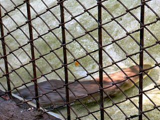 泳ぐユーラシアカワウソ