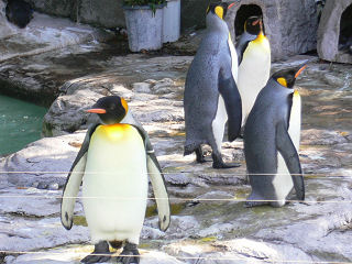 オウサマペンギン