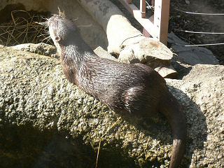 カワウソ