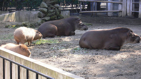 アメリカバクとカピバラ