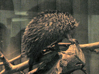 ハリネズミの類