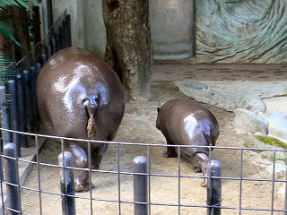 コビトカバの母娘のセクシーショット(笑)