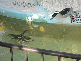 ゴイサギVSケープペンギン