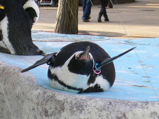 ケープペンギン