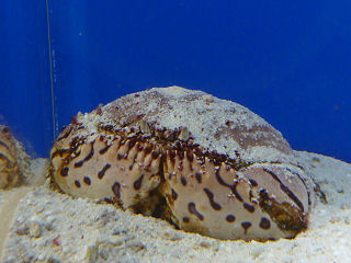 トラフカラッパ